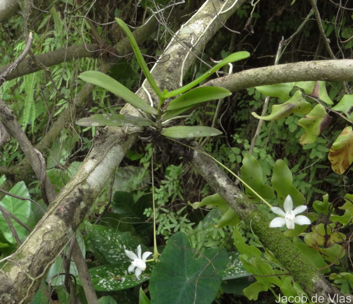 Thrixspermum pulchellum (Thwaites) Schltr.